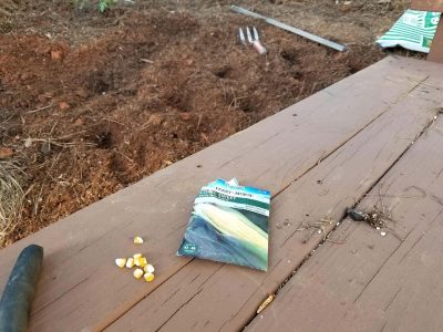 growing-corn-for-the-first-time-stedocli