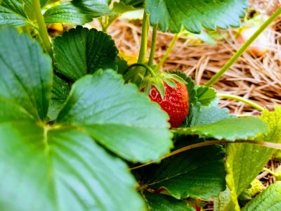 peek-a-boo-strawberry-stedocli peek-a-boo-strawberry-stedocli