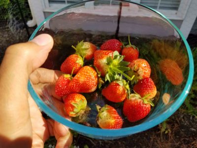 strawberries-stedocli strawberries-stedocli