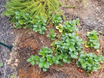 strawberry-plants-stedocli strawberry-plants-stedocli