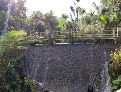 This Could Easily Be a Scene Out Of Jurassic Park | El Yunque National Park