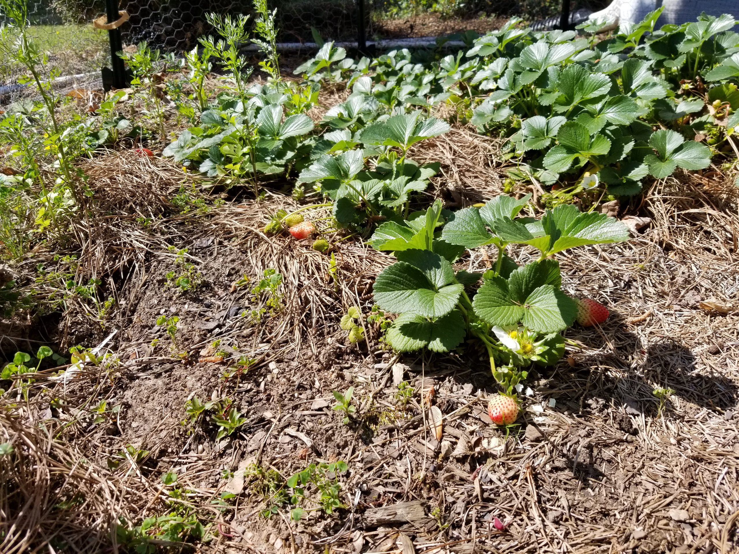 why-im-such-a-fan-of-strawberry-plants-ste-do-cli
